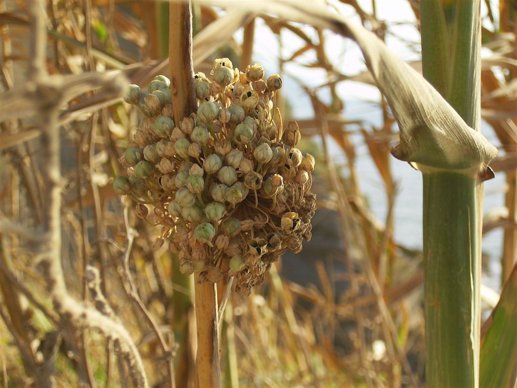 Allium commutatum / Aglio delle isole